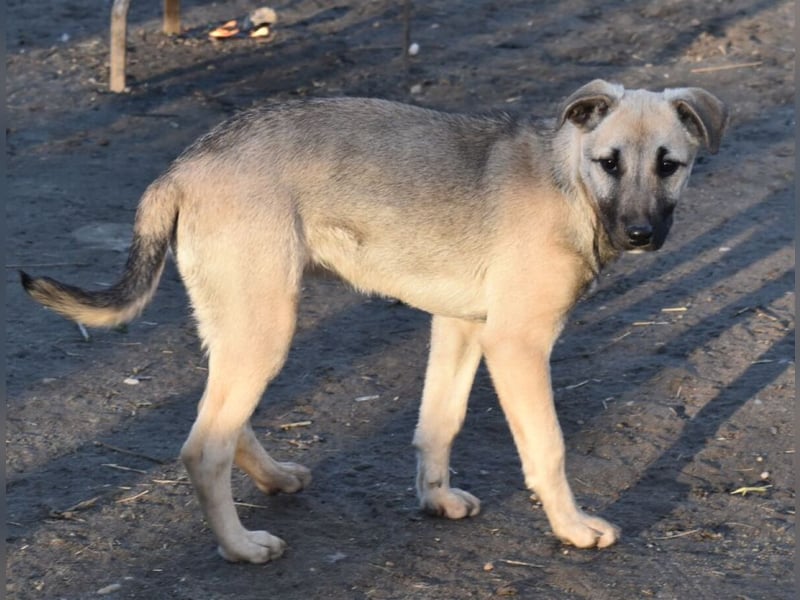 Hollis - sanfte, fröhliche Hündin sucht ein liebevolles Zuhause