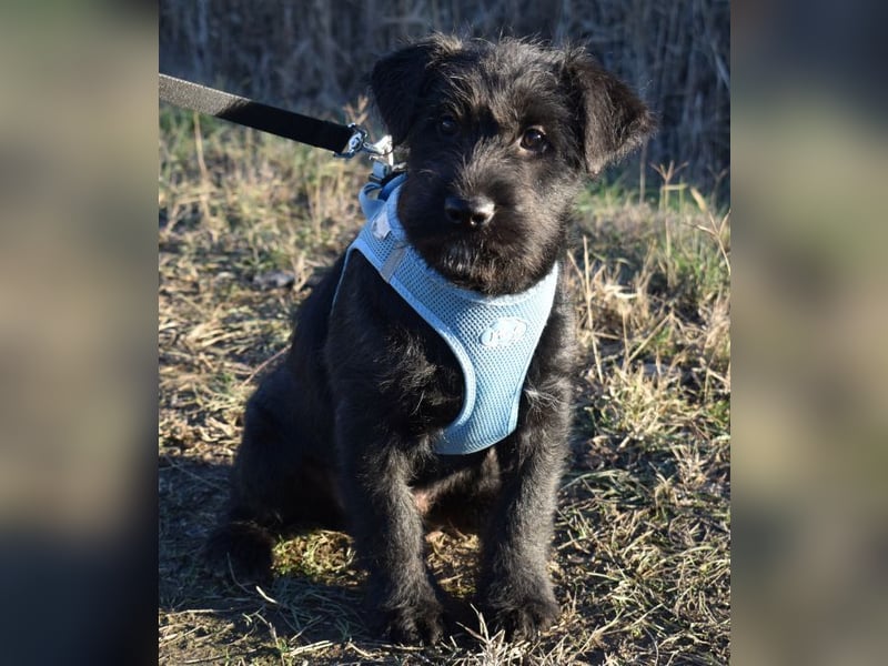 Robin Hood - Freiheitskämpfer