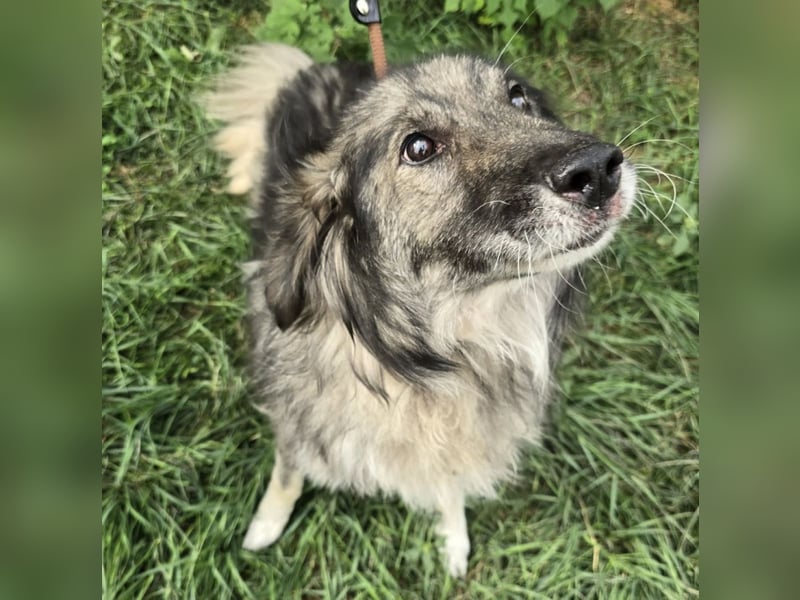 Walton absolut lieber Familienhund