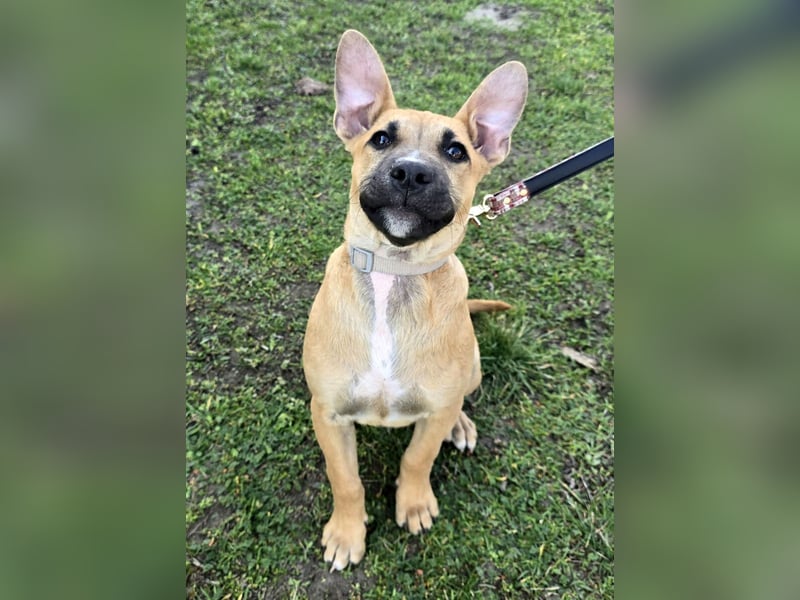 Capuccino mit dem gewissen Etwas  (auf Pflegestelle in Schleswig Holstein)