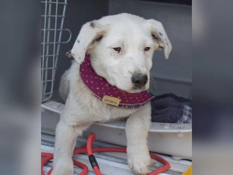 Dixie hübsche junge Hundedame