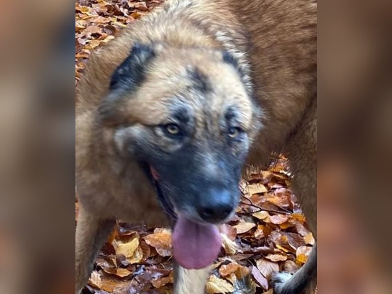 Skoppy neues Zuhause gesucht