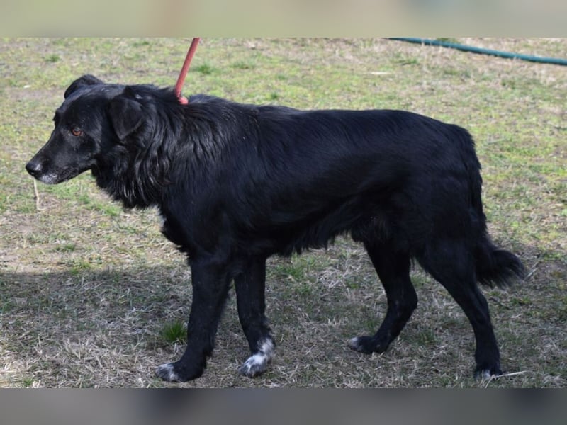 Matyi gehört noch nicht zum alten Eisen