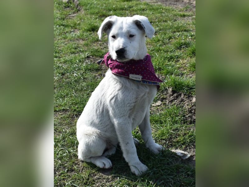 Dixie hübsche junge Hundedame