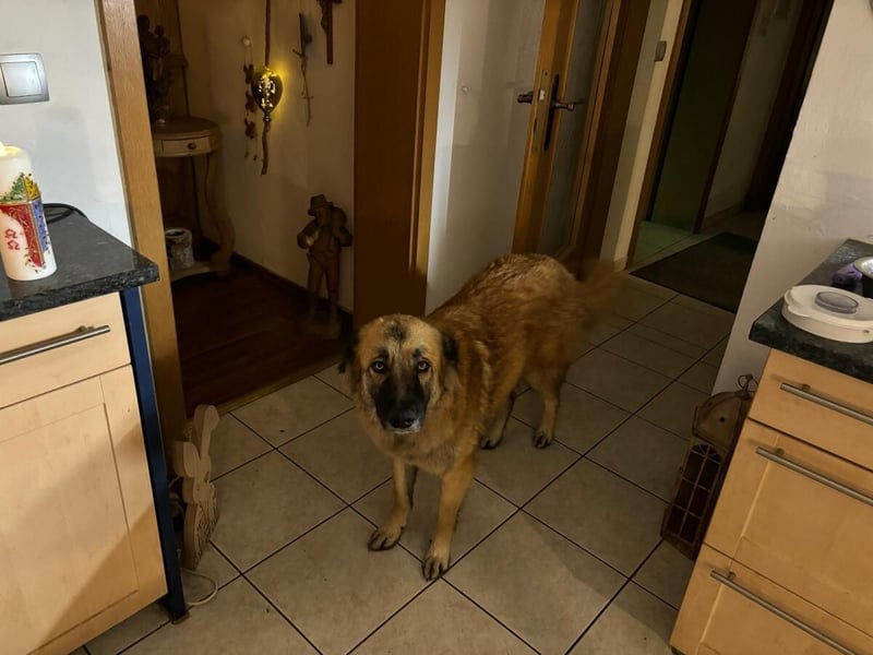 Skoppy neues Zuhause gesucht