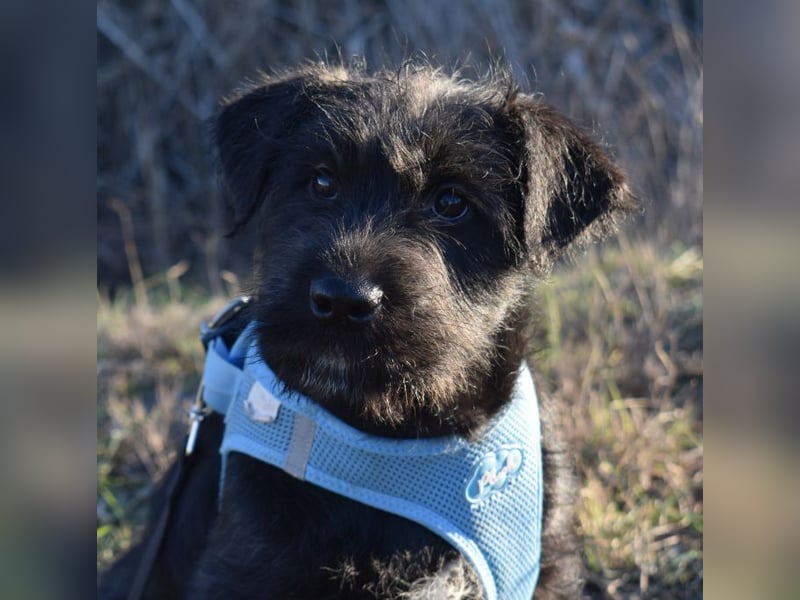 Robin Hood - Freiheitskämpfer