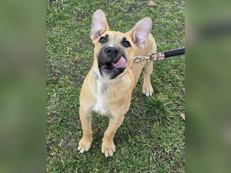 Capuccino mit dem gewissen Etwas  (auf Pflegestelle in Schleswig Holstein)