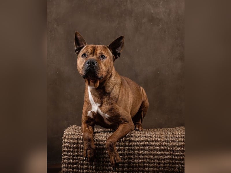 Hadesz - toller Senior