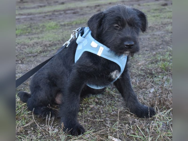 Robin Hood - Freiheitskämpfer