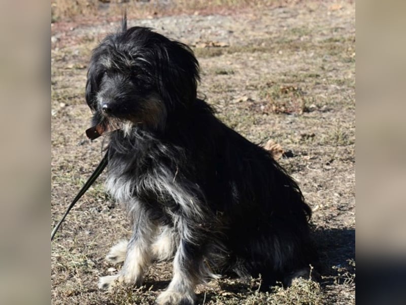 Mylah bezaubernde Hundedame