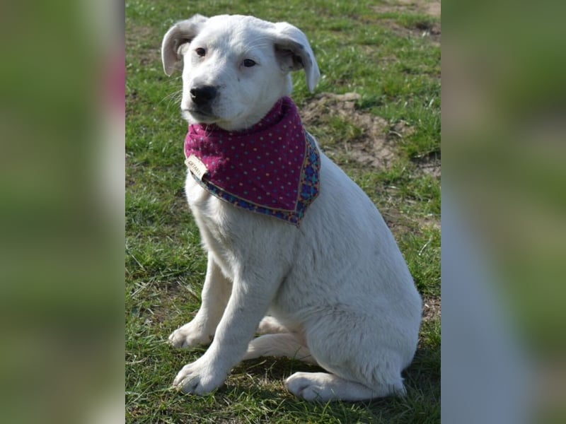 Dixie hübsche junge Hundedame