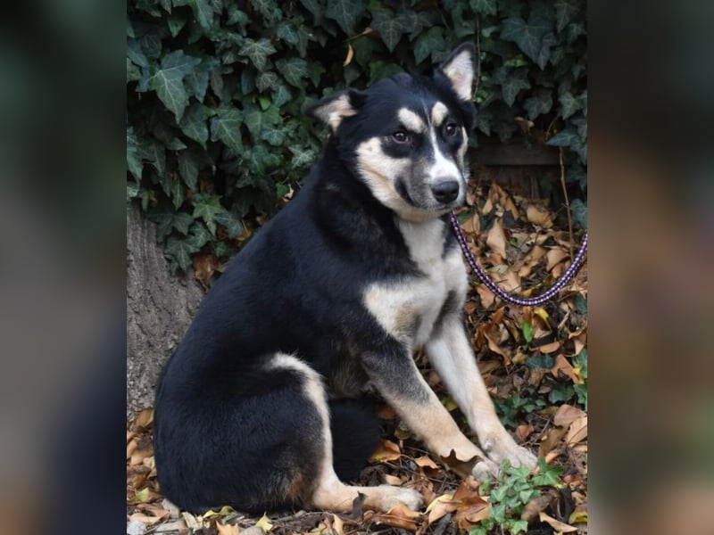 Vanessza - Menschen mit Zeit gesucht!