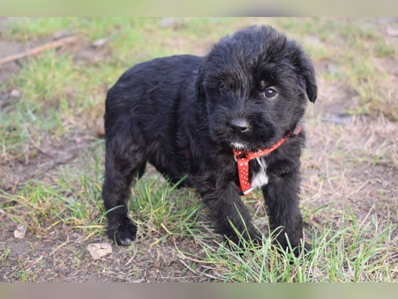 Moon - einfach ausgesetzt