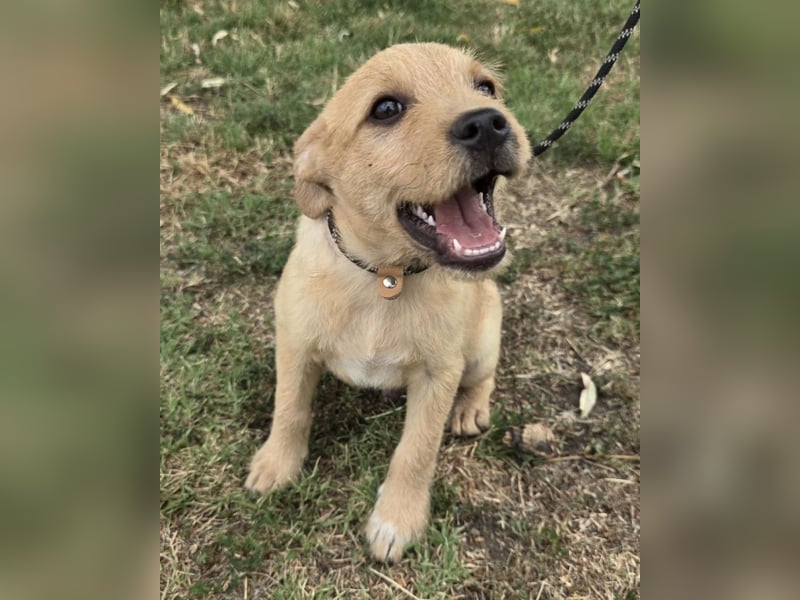 Cooper - Potential zum Familienhund