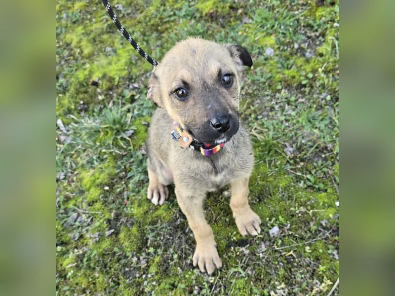 Goldie Mae - einfach nur goldig!