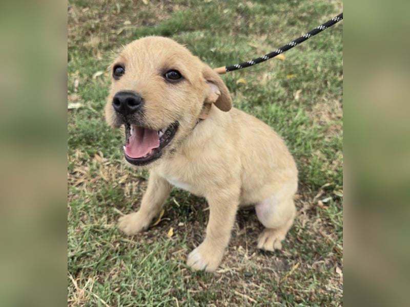 Cooper - Potential zum Familienhund