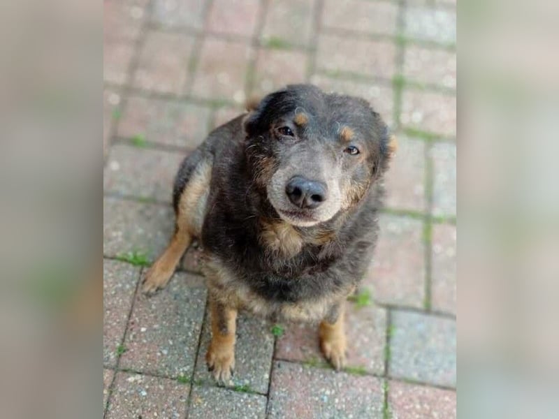 Zamira neues Zuhause gesucht! (Pflegestelle in Schleswig Holstein)