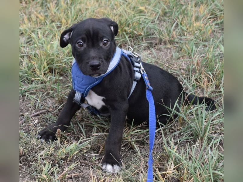 Hektor - jung und sportlich  (Pflegestelle in Norddeutschland)