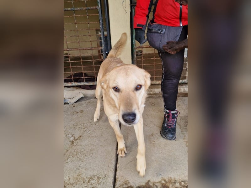 Josh Blond - treuer Kamerad