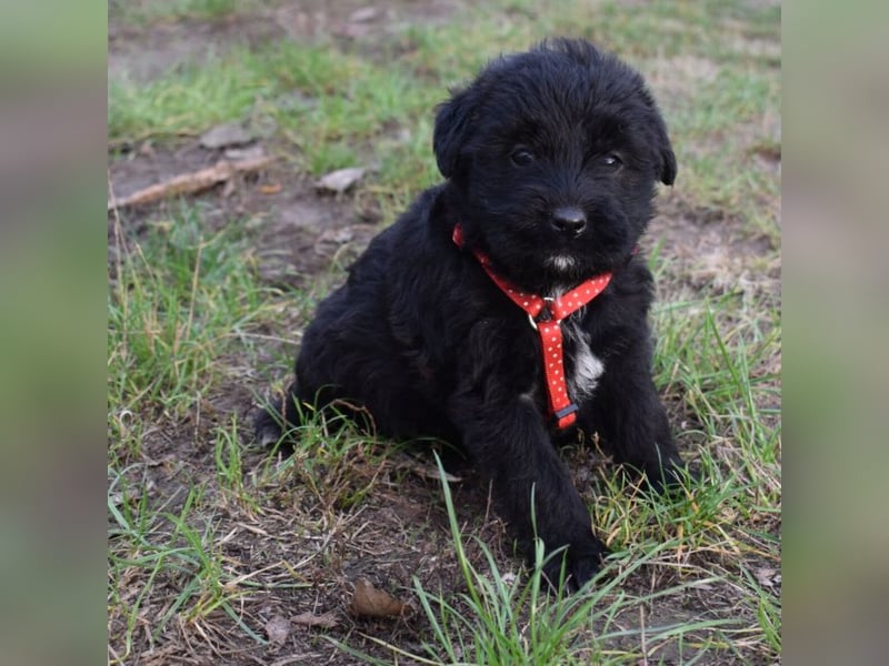 Moon - einfach ausgesetzt
