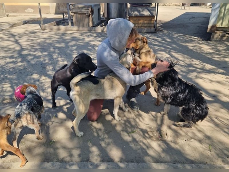 Mylah bezaubernde Hundedame
