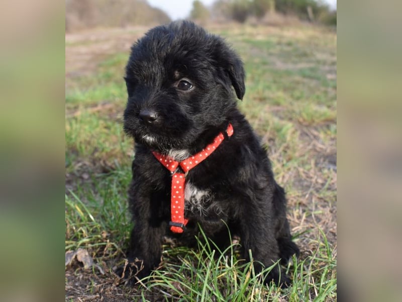 Moon - einfach ausgesetzt