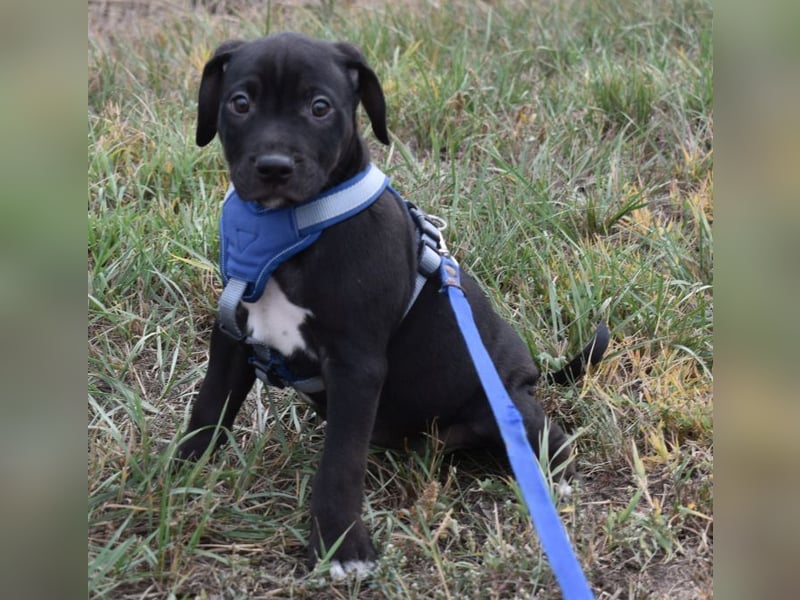 Hektor - jung und sportlich  (Pflegestelle in Norddeutschland)