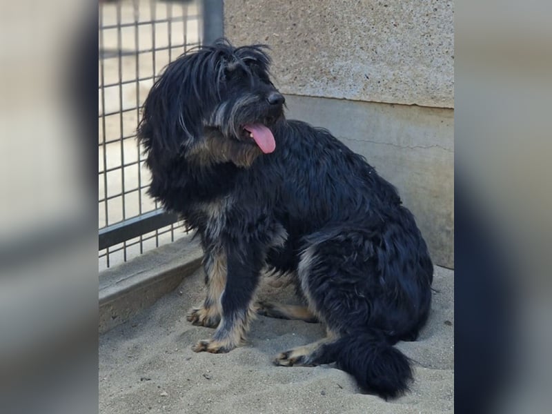 Mylah bezaubernde Hundedame