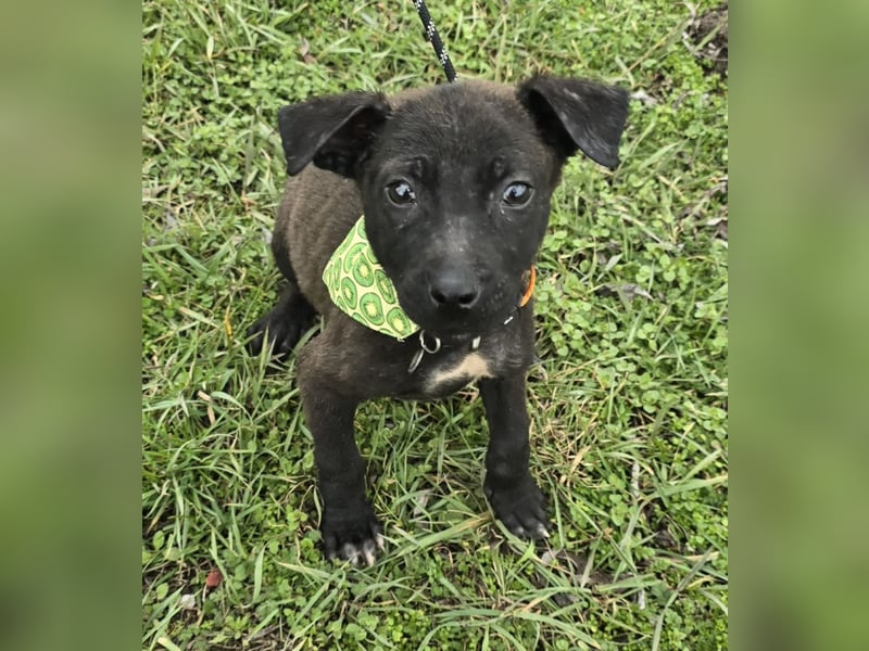 Gadget - einer von 8 im Müll entsorgt!