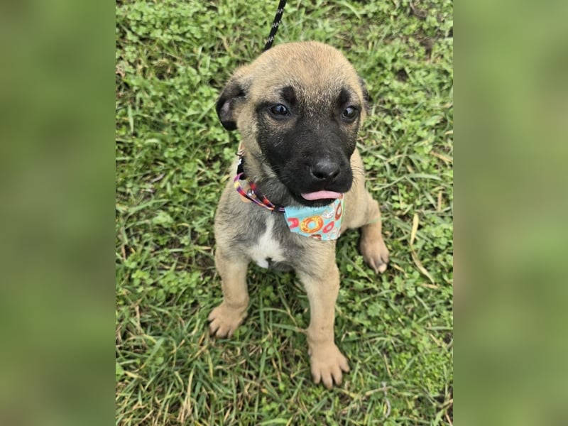 Glee - wie Müll entsorgt