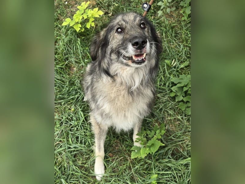 Walton absolut lieber Familienhund