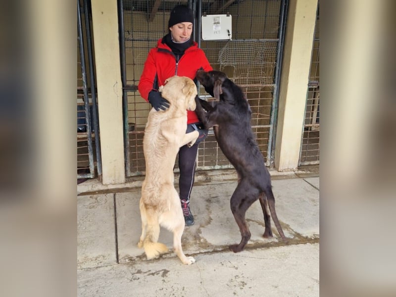 Josh Blond - treuer Kamerad