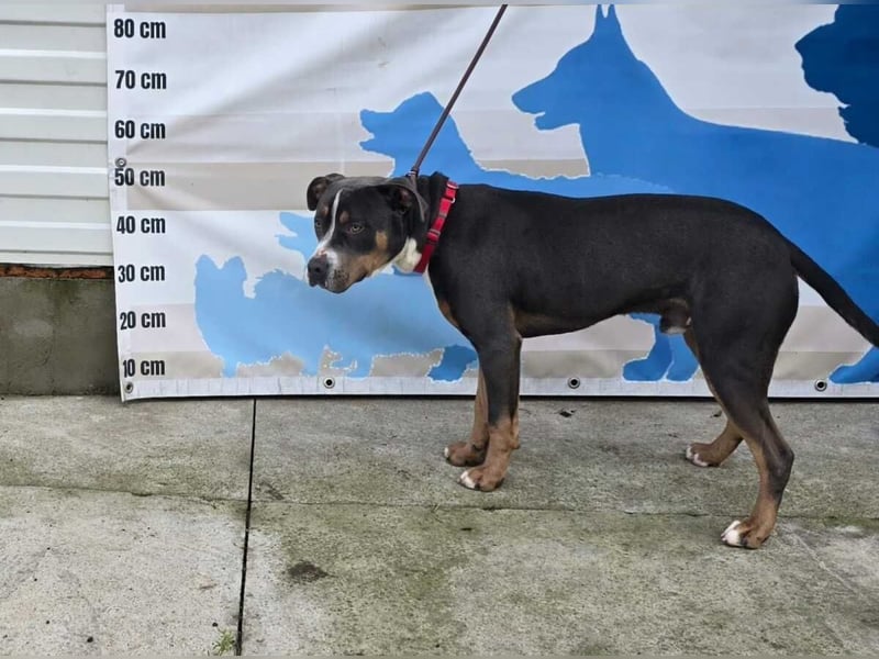 Adonis - Dein neuer bester Freund?