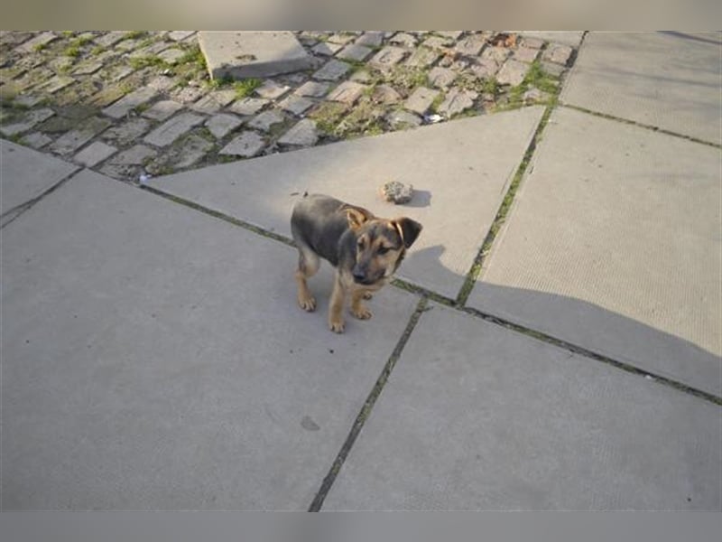 Benedek - süßer Bub sucht Familie