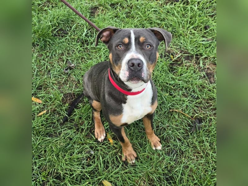 Adonis - Dein neuer bester Freund?