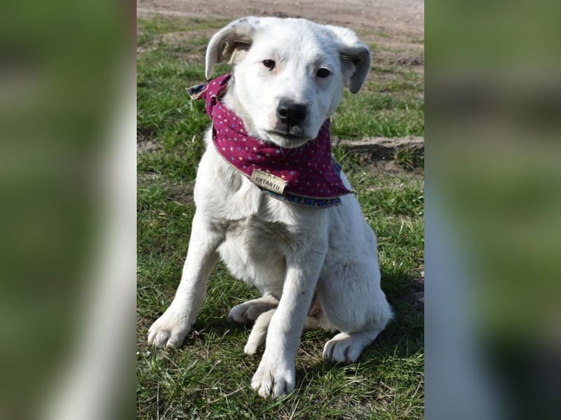 Dixie hübsche junge Hundedame