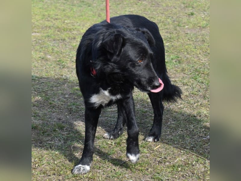 Matyi gehört noch nicht zum alten Eisen