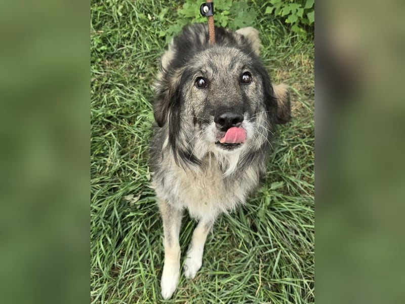 Walton absolut lieber Familienhund