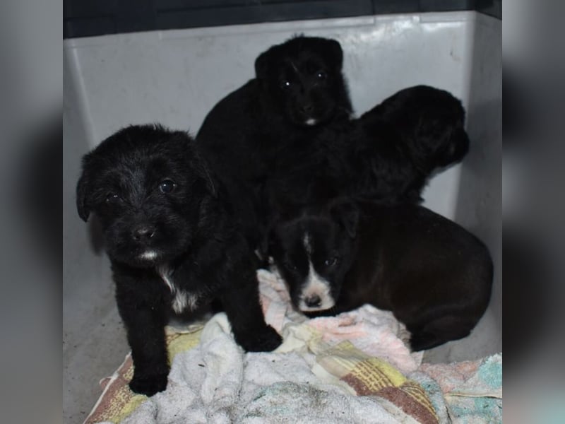 Moon - einfach ausgesetzt