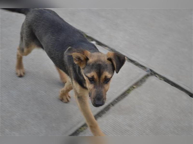 Benedek - süßer Bub sucht Familie