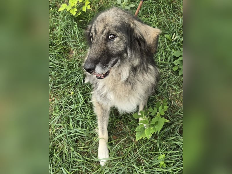 Walton absolut lieber Familienhund