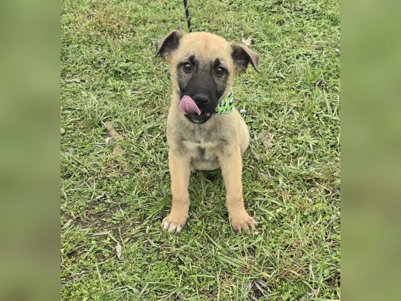 Goofie - im Müll entsorgt