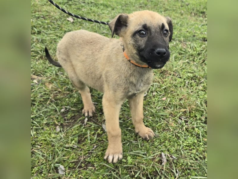 Goofie - im Müll entsorgt