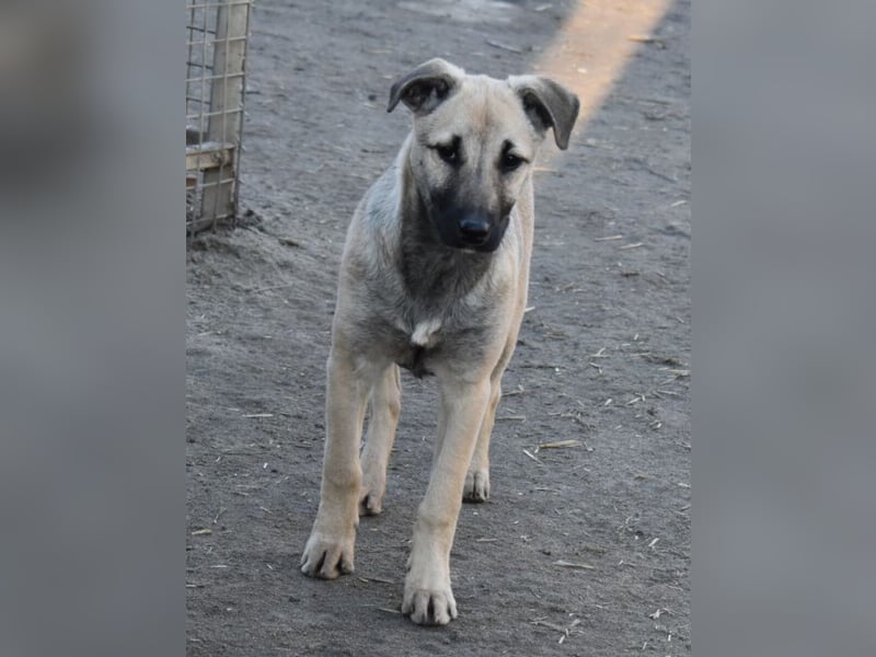 Hollis - sanfte, fröhliche Hündin sucht ein liebevolles Zuhause