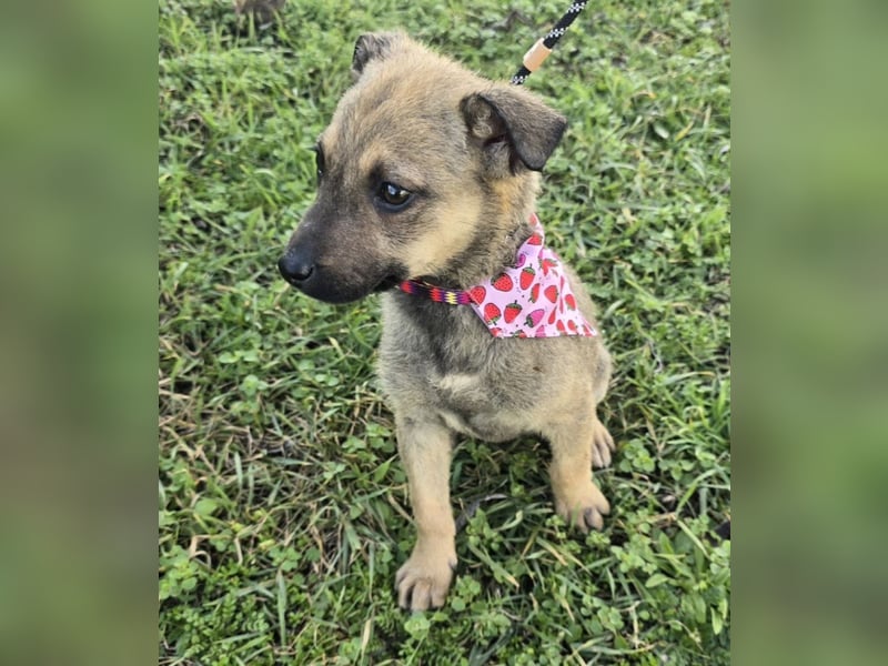 Goldie Mae - einfach nur goldig!