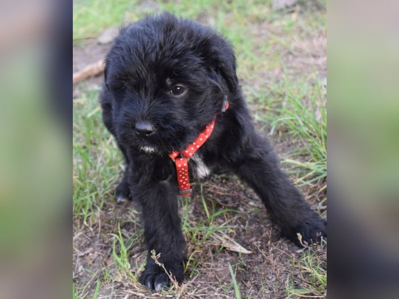 Moon - einfach ausgesetzt