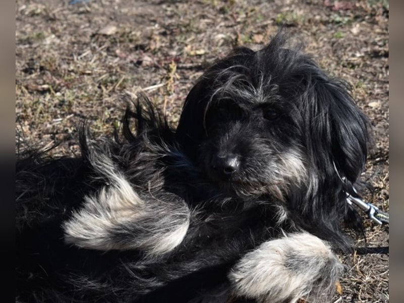 Mylah bezaubernde Hundedame