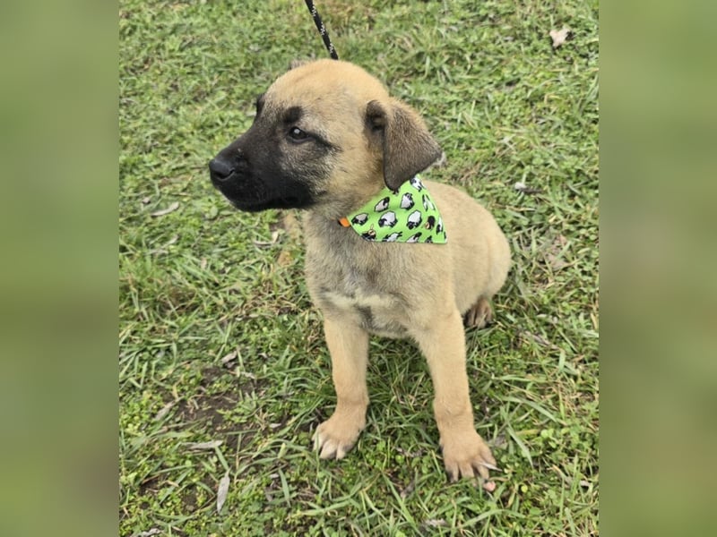 Goofie - im Müll entsorgt