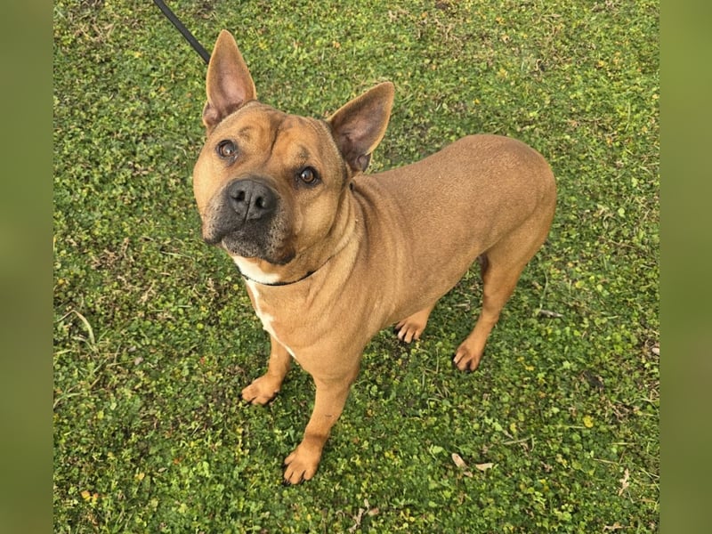 Hadesz - toller Senior