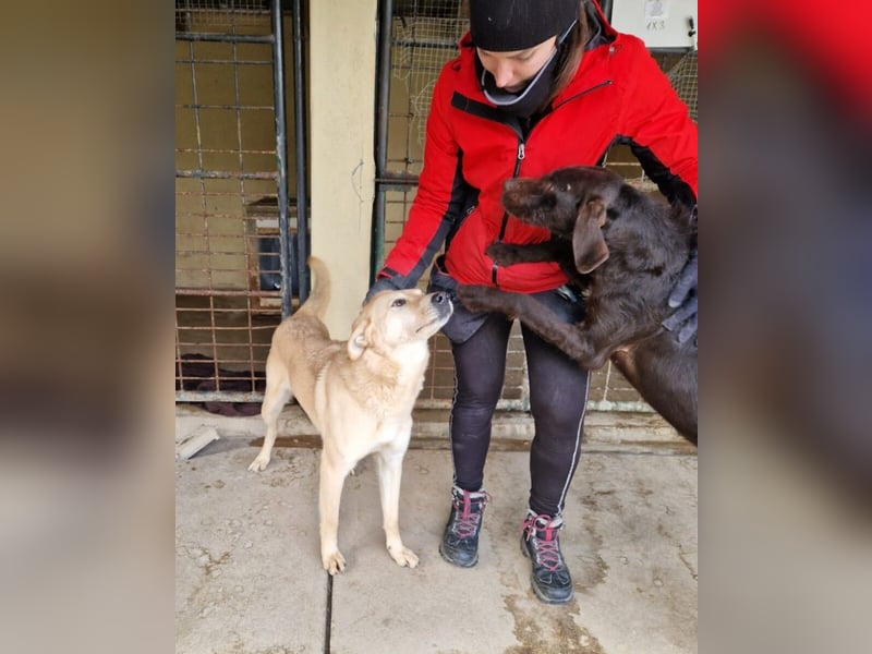 Josh Blond - treuer Kamerad